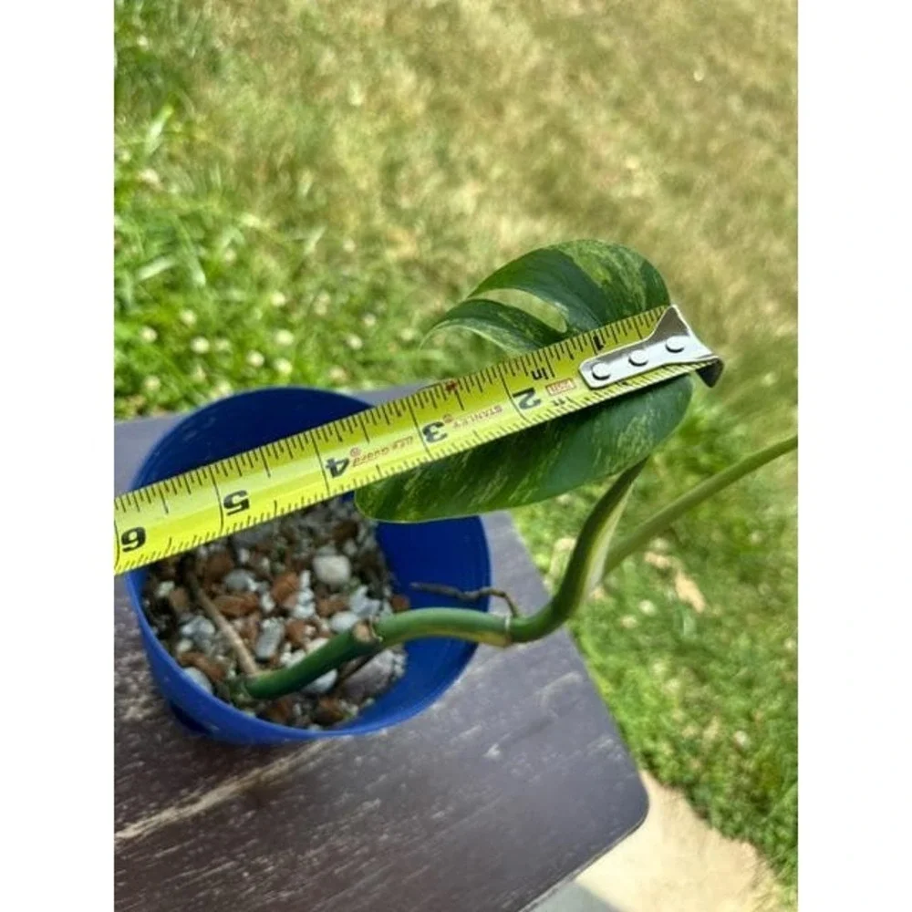Monstera Aurea Variegated – Exact Live Rooted Plant - US Seller - A3